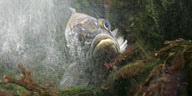 Fisch